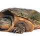 Illustration for article titled Why You Shouldnt Kiss a Snapping Turtle